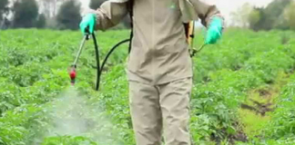 Glyphosate ban to be lifted for 36 months – Cabinet approves