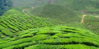 April 2018 tea exports up from last year