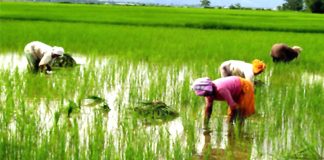 Chinese interested in investing in Sri Lanka’s agriculture sector