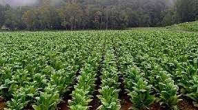 Tobacco farmers considering switch to high income crops