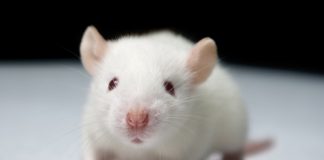 Cancer cure found which successfully eliminates tumors in mice