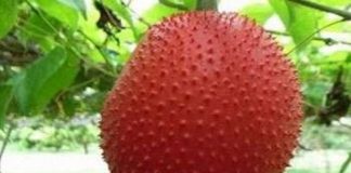 Gac fruit now in Sri Lanka