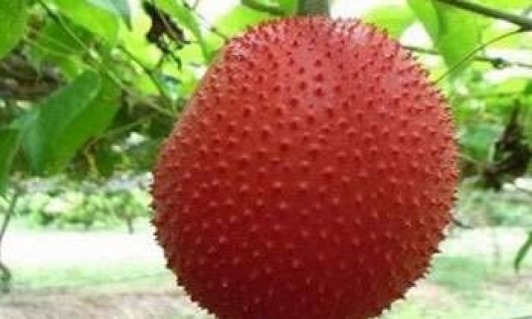 Gac fruit now in Sri Lanka