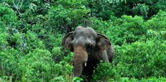 Elephant detention center to shift two elephants roaming in Sinharaja