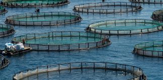 ‘Aqua culture battle’ to uplift fisheries sector