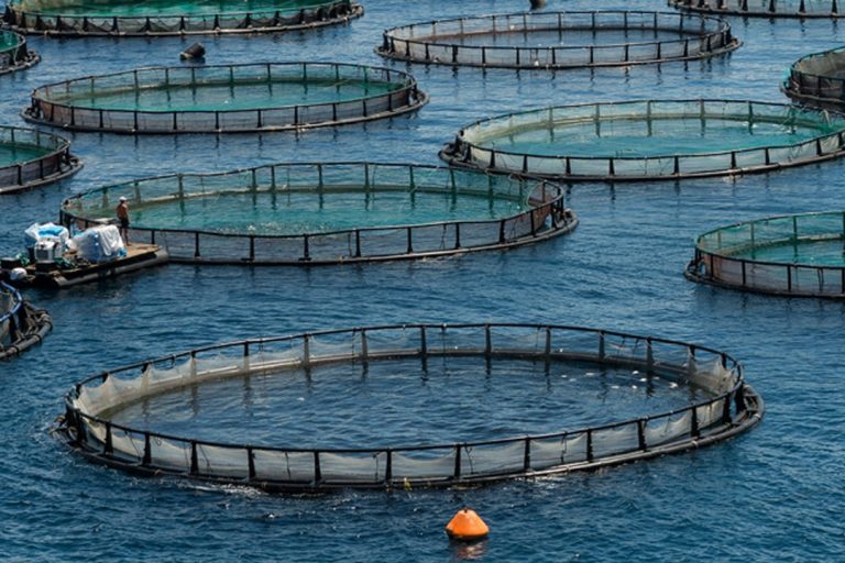 ‘Aqua culture battle’ to uplift fisheries sector