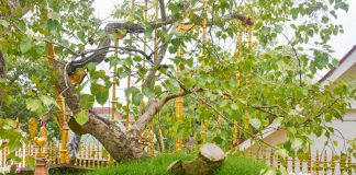 Sri Lanka to gift a Sri Maha Bodhi sapling to Thailand