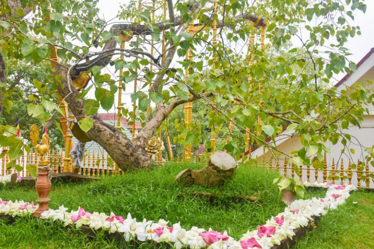 Sri Lanka to gift a Sri Maha Bodhi sapling to Thailand