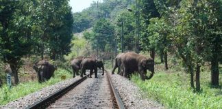 Sri Lanka to implement measures to prevent elephant-train collisions