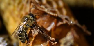 Austrian fruit grower sentenced over bee deaths