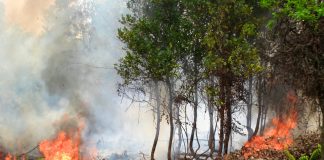 Wildfire destroys 5 acres of Hiniduma, Yakdehi Reserve