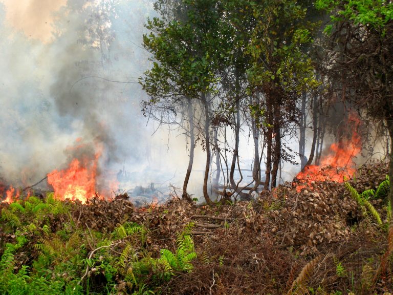 Wildfire destroys 5 acres of Hiniduma, Yakdehi Reserve