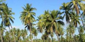 Coconut cultivation board has decided All coconut cultivation’s to be registered