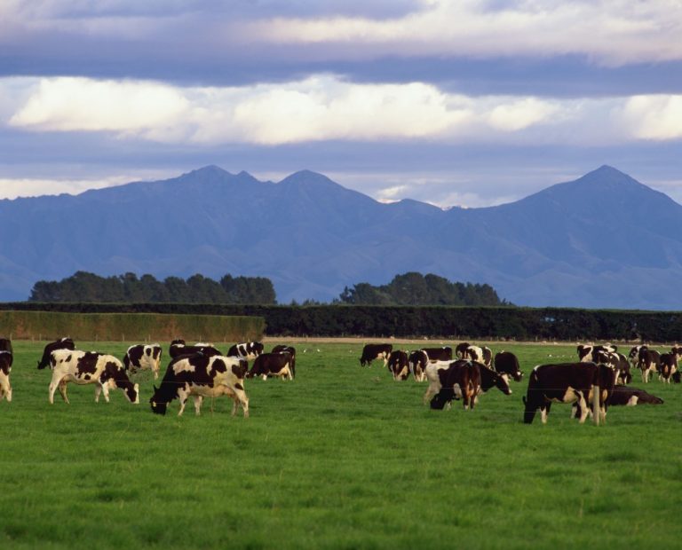 Kiwi dairy giant Fonterra posts first-ever loss