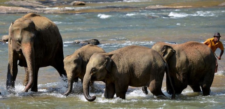 Sri Lanka train kills mother elephant, two calves