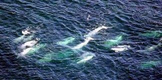 Belugas adopt toothy whale lost in Canadian waters