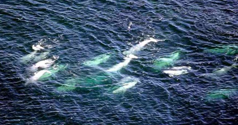 Belugas adopt toothy whale lost in Canadian waters