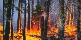 A wildfire that erupted at the Kospotha forest reserve in Galewala