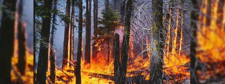 A wildfire that erupted at the Kospotha forest reserve in Galewala
