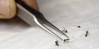 Microplastics may enter foodchain through mosquitoes