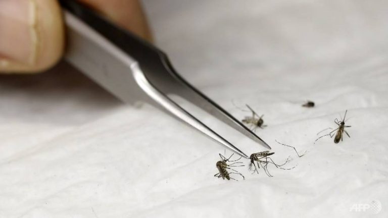 Microplastics may enter foodchain through mosquitoes