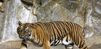 Rare Sumatran tiger found dead in Indonesia