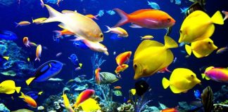 Sri Lanka to promote ornamental fish industry at village level