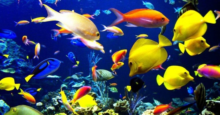 Sri Lanka to promote ornamental fish industry at village level