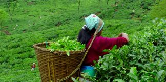 Tea prices continue upward trend