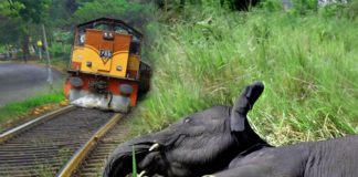 Prevention of elephant – train collisions presented to minister