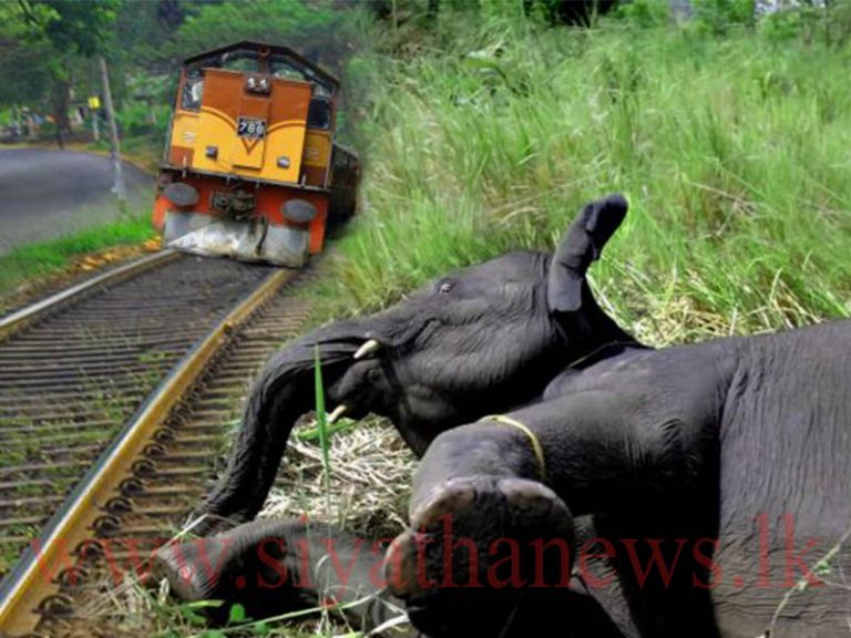 Prevention of elephant – train collisions presented to minister