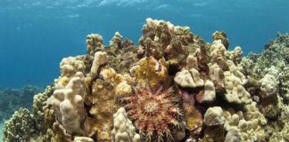 Palau plans sunscreen ban to save coral