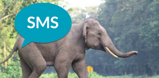 SMS alerts to prevent elephant-train collisions