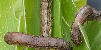 Farmers affected by Fall Armyworm to be compensated