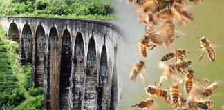 20 including foreigners hospitalized in wasp attack