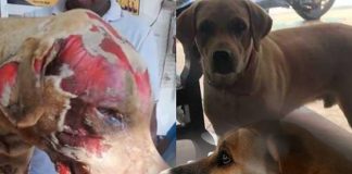 Suspect arrested for setting fire to Charlie in Negombo