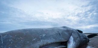 Mystery surrounds humpback whale found dead in depths of Brazil’s Amazon jungle