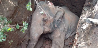 Elephant dies after falling into cesspit