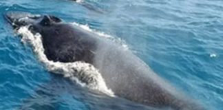 Unusual alliance to save blue whales stalled by SL