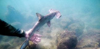 Hammerhead shark refuge found in Galapagos