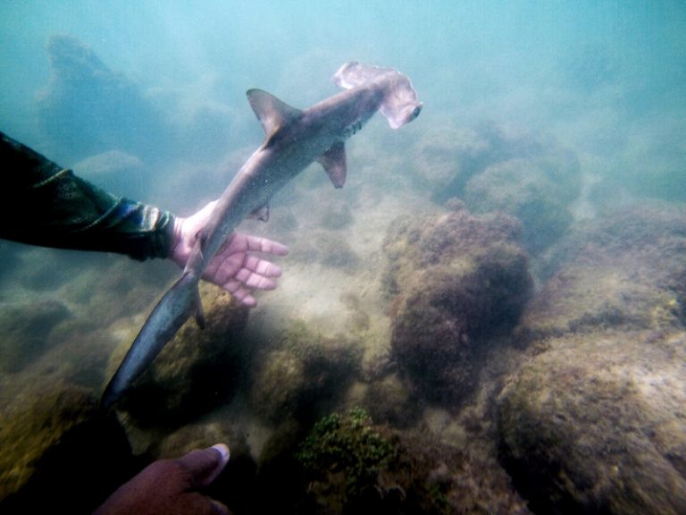 Hammerhead shark refuge found in Galapagos