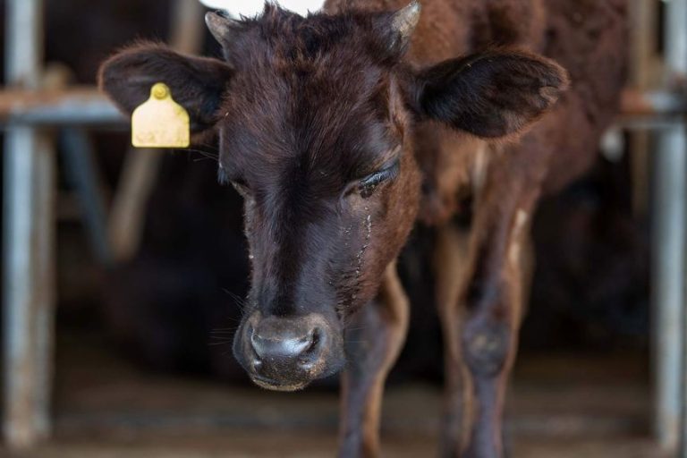 New Zealand and Australian cattle exported to Sri Lanka dying and malnourished