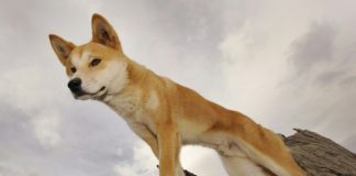 Australian father rescues toddler from dingo’s jaws