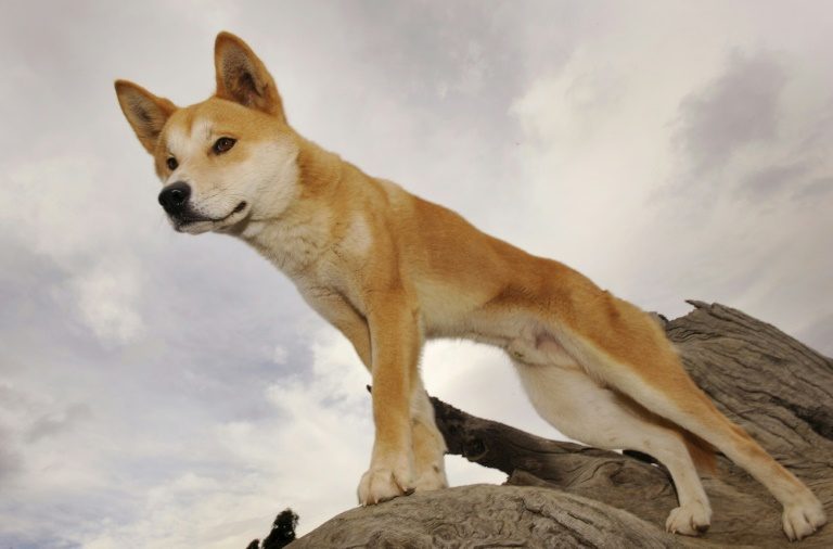 Australian father rescues toddler from dingo’s jaws