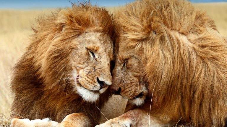Remembering Lions