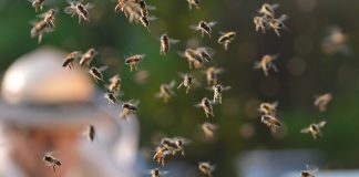 53 hospitalized following wasp attack