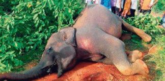 15 year old elephant killed in train accident
