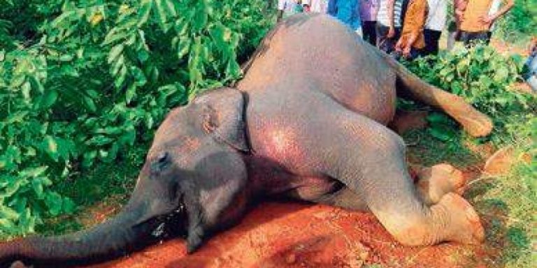 15 year old elephant killed in train accident