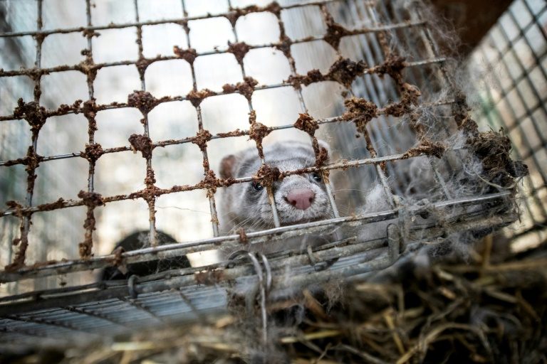 Days are numbered for Norway’s fur farms