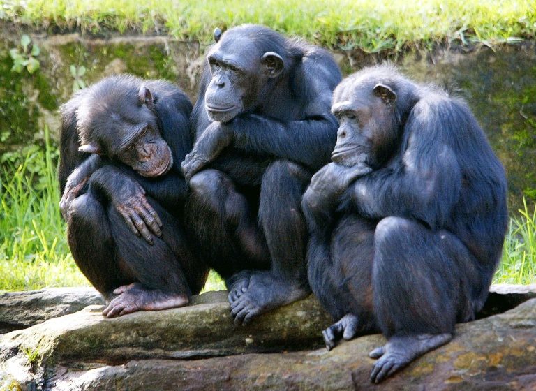 Chimpanzees in the wild reduced to ‘forest ghettos’